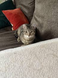 This sweet girl needs a name. She has two brothers named Oscar and Earl. We  recently lost our family cat of 17 years his name was sprout. So maybe  something related to