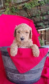 We want to help you find the perfect new puppy for your family to love! Labradoodle Puppy For Sale Adoption Rescue For Sale In Fresno California Classified Americanlisted Com