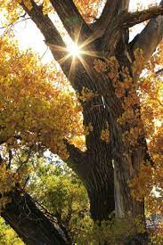Cottonwood Tree Symbolism Tree Spring Tree Cottonwood