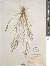 Image result for Eragrostis porosa