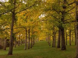 This is scale crawlin near winchester, va by kurtis sellen on vimeo, the home for high quality videos and the people who love them. Trees And Flowers Review Of State Arboretum Of Virginia Boyce Va Tripadvisor