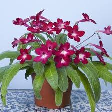 Cape Primrose Texas Hot Chili Streptocarpus Hybrid I Used To Grow This One It Was Great Plants Blooming Plants Fall Flowers