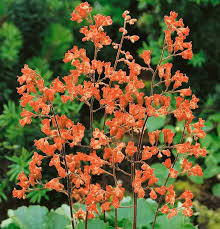 Sammlung von elisabeth • zuletzt aktualisiert: Heuchera Sanguinea Leuchtkafer Purpurglockchen Gartenbaumschule Becker