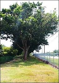 Image result for Swietenia