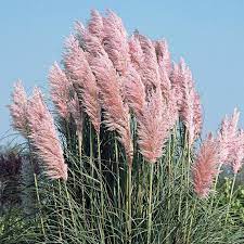 Pampas Grass Pink 100 Seeds Cortaderia Selloana Rosea Etsy Pink Pampas Grass Pampas Grass Landscape Cortaderia Selloana