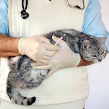 I can't believe my happy healthy looking cat has cancer. Cancer Cat Bishops Stortford Vets