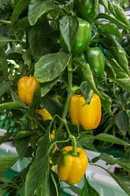 Image result for Capsicum