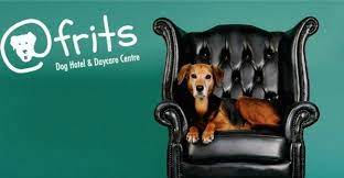 Pet Love In Africa How The Business Of Pets Is Making Money And Expanding Across Africa Smallstarter Africa