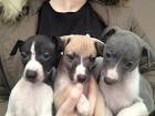 Whippet Puppies for Sale - Adoptapet