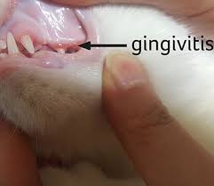 Alibaba.com offers 1,336 dental cleaning cat products. Tooth And Gum Disease In Cats Pdsa