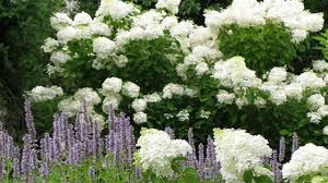 Impression obsession clear stamps, hydrangea blooms by pink ink. Obsession Panicle Hydrangea No Fuss Sun Loving Long Blooming What S Not To Love