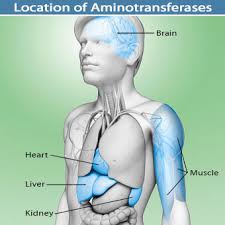 Liver Blood Tests Abnormal Values High Low Normal Explained