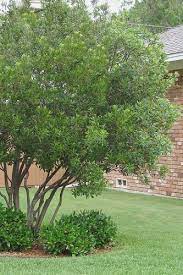 Wax Myrtle Are Ideal For Use As Natural Hedges Or Privacy Screens Lower Branches Can Be Removed To Fo Plants For Sale Online Landscape Design Easy Landscaping