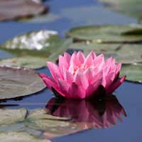 Make it a real garden: Plants For A Small Garden Pond Pond Expert