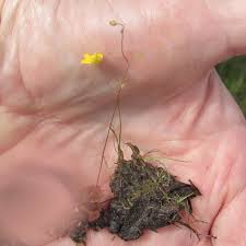 Image result for Utricularia subulata