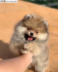Teddy Bear Black And Brown Pomeranian Weekend Pomeranian Thedailypomeranian Pomeranian Puppy Pomeranian Puppy Teacup Cute Puppies