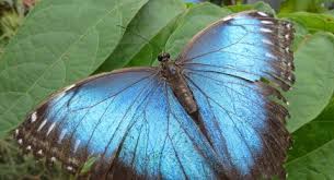 Stiftung | botanischer garten grüningen. Donnerstag 20 06 2019 Bis Sonntag 18 08 2019 Grosse Schmetterlingsausstellung Botanischer Garten Kiel