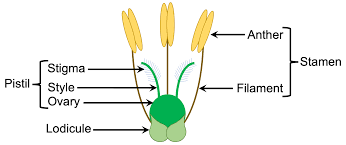 Image result for Heteranthoecia  guineensis
