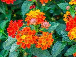 The ornamental plants and shrubs in your garden should be a. 13 Rabbit Resistant Annuals Hgtv