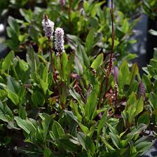 Image result for Persicaria