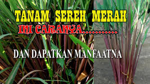 Minyak serai memiliki segudang manfaat bagi kesehatan. Tanam Serai Merah Sereh Wangi Dapatkan Mafaatnya Vlog 19 Youtube