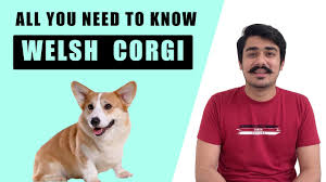 Breed and raised in a loving farm setting. Looking For Corgi Puppies Corgi Dog Price In India Corgi In India Corgi Dog Welsh Corgi Puppy Youtube