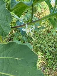 Image result for Solanum viarum