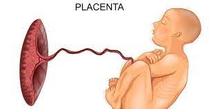 Menghadapi kelahiran seorang bayi sesuai ajaran islam. 6 Upacara Kelahiran Bayi Dalam Adat Jawa Apa Saja Ya