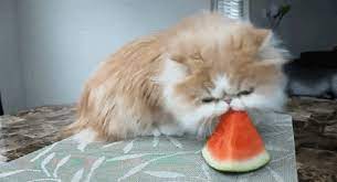 Pin By Luvbat On Gif Cats Best Cat Gifs Cute Cat Memes