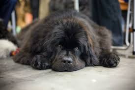 However, liver cancer is significantly more treatable when it is discovered early, so it is important to recognize any symptoms and other signs of cancer in dogs. Liver Cancer In Dogs Symptoms Diagnosis And Treatment Savory Prime Pet Treats