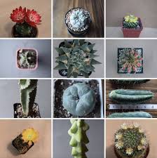Noun stapelia any of various plants of the genus stapelia, of the milkweed family, native to southern africa, having short, fleshy, leafless stems, and flowers that are oddly colored or mottled and in most species emit a fetid, carrionlike odor. How To Never Get Confused With The Cactaceae Family Cactus Kingdom