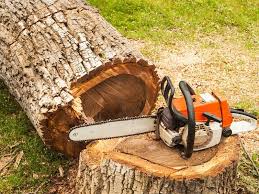 Pin On Best Tree Services