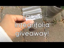 Sow indoors at any time. Closed Bat Plant Seeds Giveaway Youtube