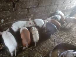 The majority of its territory lies within the historical region of banat, with a few northeastern villages considered part of transylvania. Purcei De 8 Saptamani Arhiva Okazii Ro