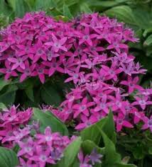 Sama seperti bunga segar, mereka juga ada yang dijual per. Jual Jenis Bunga Pendek Pentas Light Purple Compact Toko Bungaku