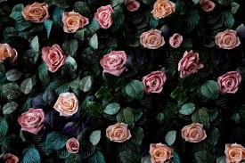 Check spelling or type a new query. 4 000 Rose Garden Background Pictures