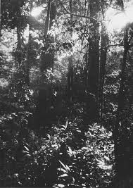 Image result for Campylostemon angolense