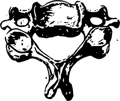 Svg Anatomy Neck Spine Bone Free Svg Image Icon Svg Silh
