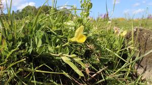 Image result for Tragus pedunculatus