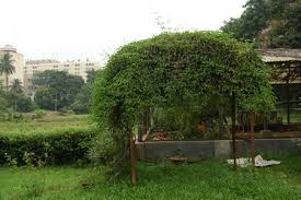 Image result for Hyparrhenia anemopaegma