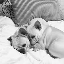 French bulldog rescue located in the rocky mountains. Pin On I 3 Frenchies