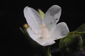 Image result for Hibiscus lobatus