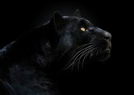 Maybe you would like to learn more about one of these? Hd Wallpaper Black Panther Illustration Look Face The Dark Background Animal Wallpaper Flare
