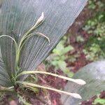 Image result for Corymborkis corymbis