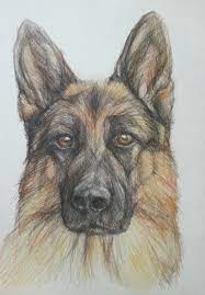 German shepherds are popular herding dogs known for their intelligence, loyalty, and courage. Original Pencil Drawing German Shepherd Giclee Prints Available Dog Drawing Animal Drawings German Shepherd Art