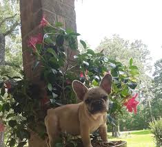 I can't get an older dog because my cat won't tolerate. French Bulldog Puppies For Sale Big Sandy Tx 301842