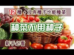 切了就種 種了就活 12種不用種子就能種的蔬菜 再也不怕種子發芽失敗了 種菜入門 新手必試growing vegetables without seeds