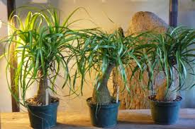 I live in mexico city, and have a beautiful 10 year old pony tail palm which is doing great. Ponytail Palm Repotting How And When To Repot Ponytail Palms