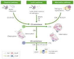 Image result for Complement Pathway