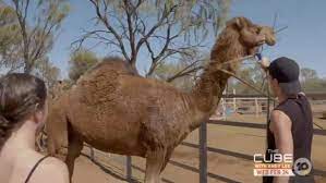 Multiple teams race around the globe for $1,000,000 to 'amazing' locations. Recap The Amazing Race Australia 5 Episode 9 Why Are You So Dirty Dryedmangoez Com